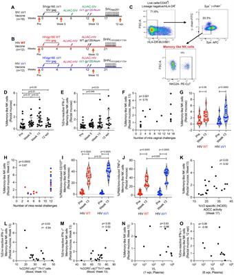 Vaccine induced mucosal and systemic memory NK/ILCs elicit decreased risk of SIV/SHIV acquisition